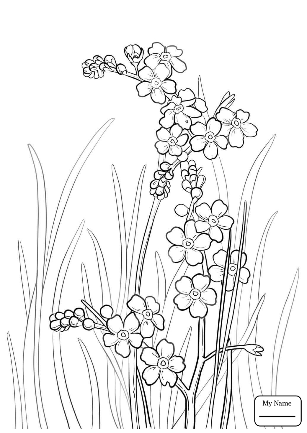 Forget Me Not Drawing at GetDrawings | Free download