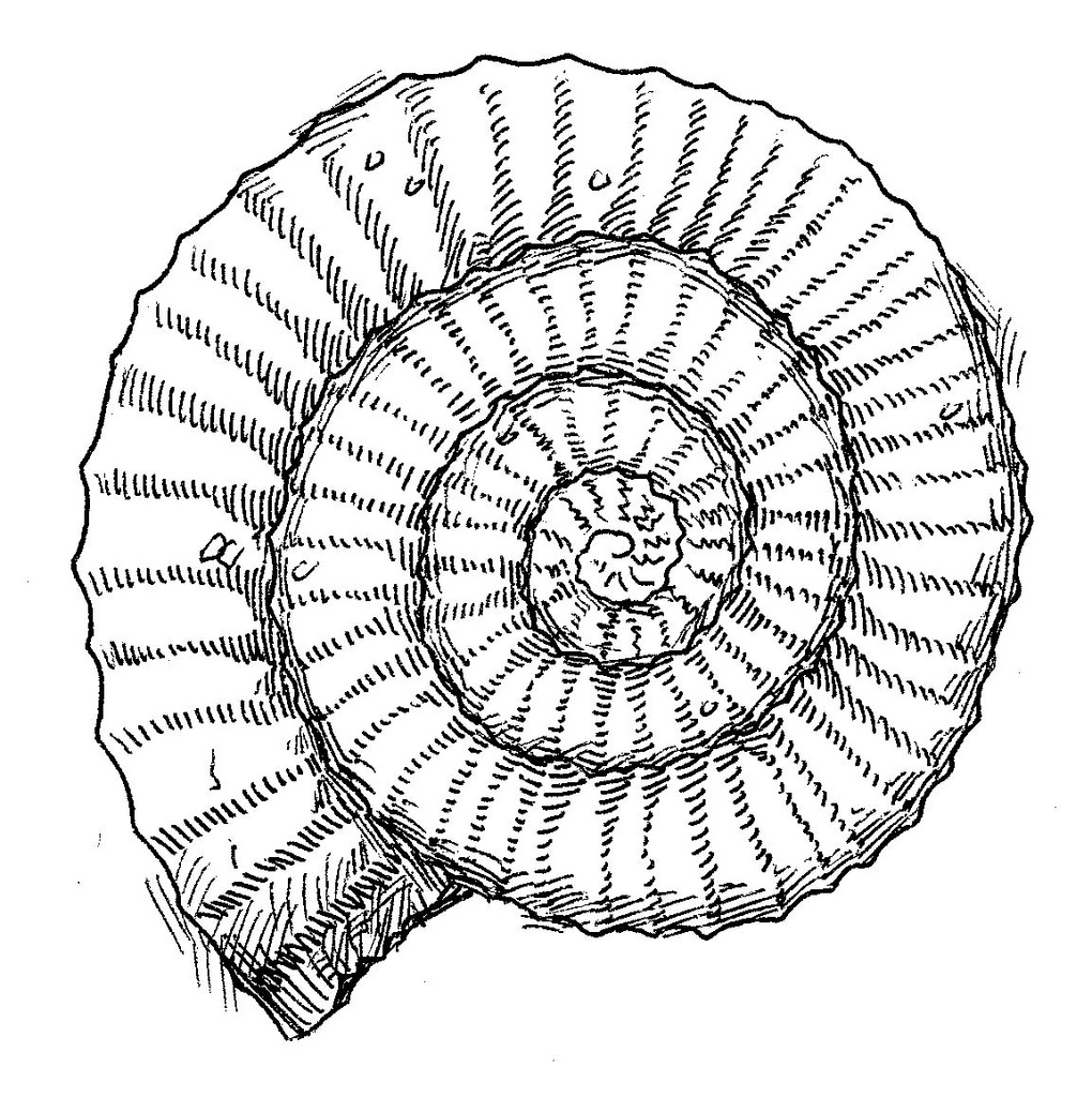 Fossil Drawing at GetDrawings Free download