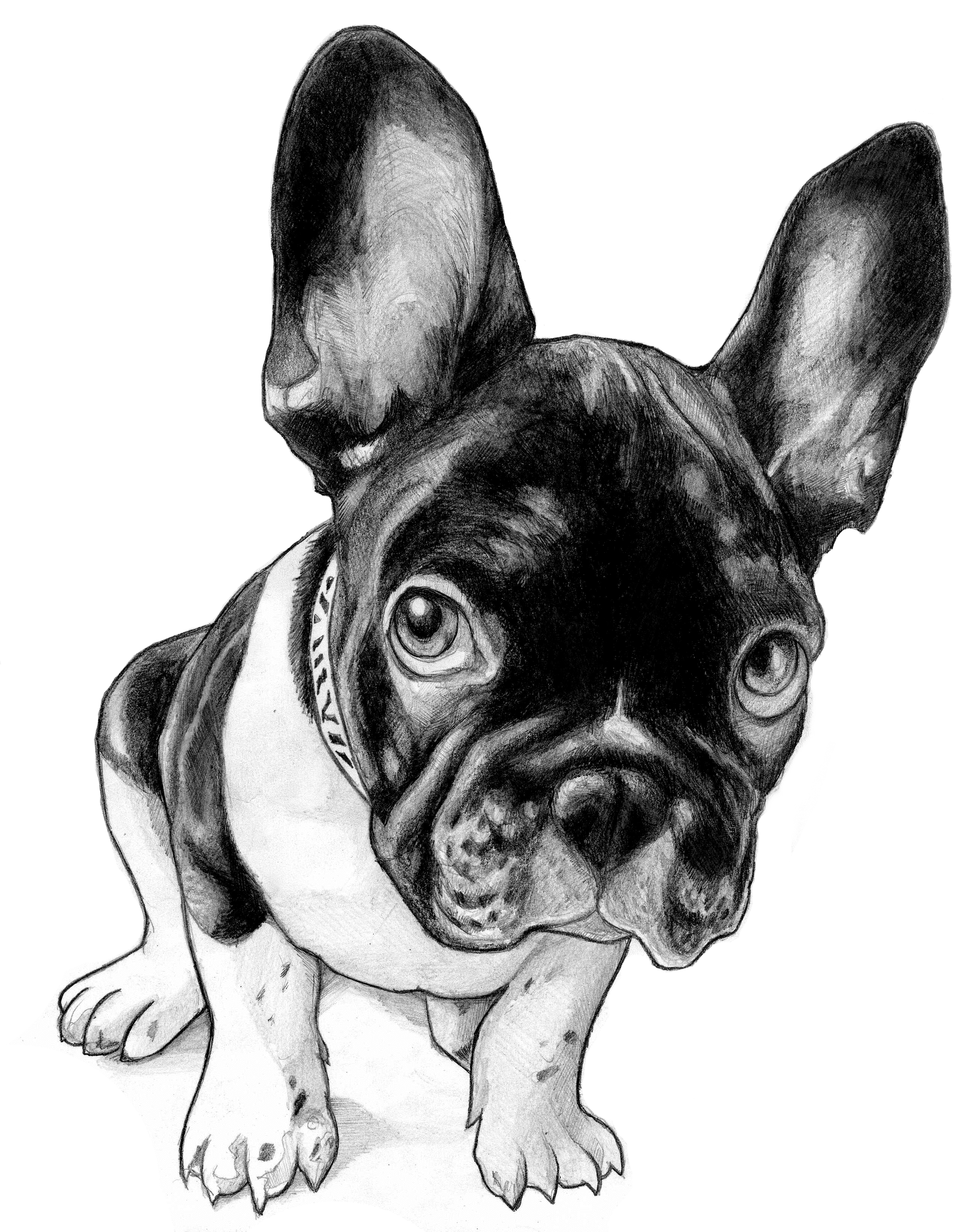 French Bulldog Drawing at GetDrawings Free download