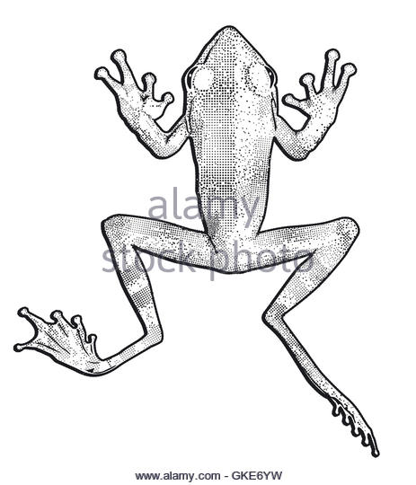 simple frog jumping line drawing