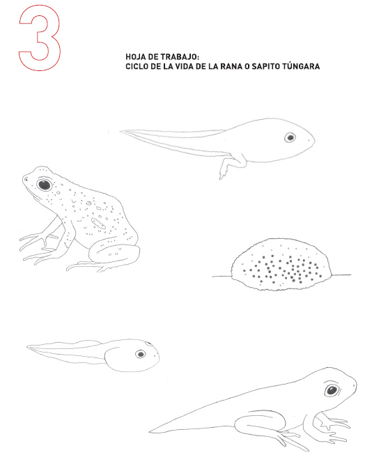 Frog Life Cycle Drawing at GetDrawings | Free download