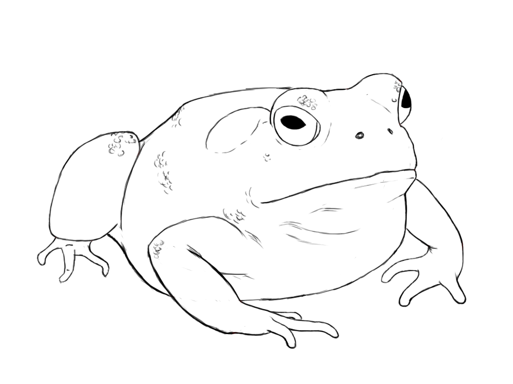 Frog Line Drawing at GetDrawings | Free download