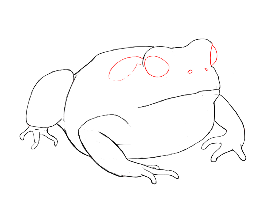 Frogs Easy Drawing at GetDrawings Free download