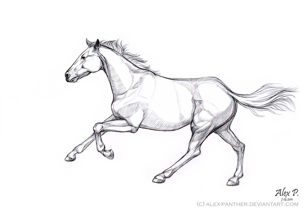 Horse Galloping Drawing at PaintingValley.com | Explore collection of