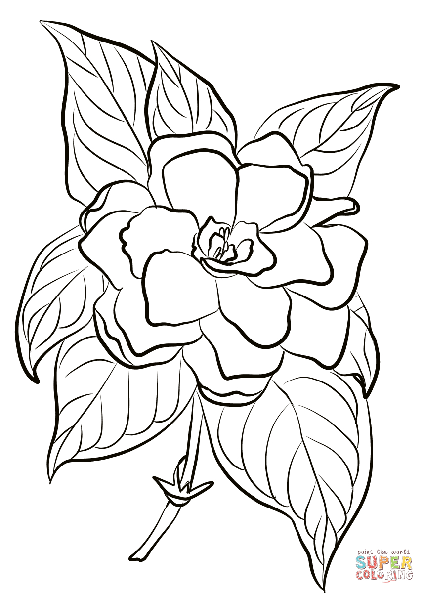 gardenia-drawing-at-getdrawings-free-download