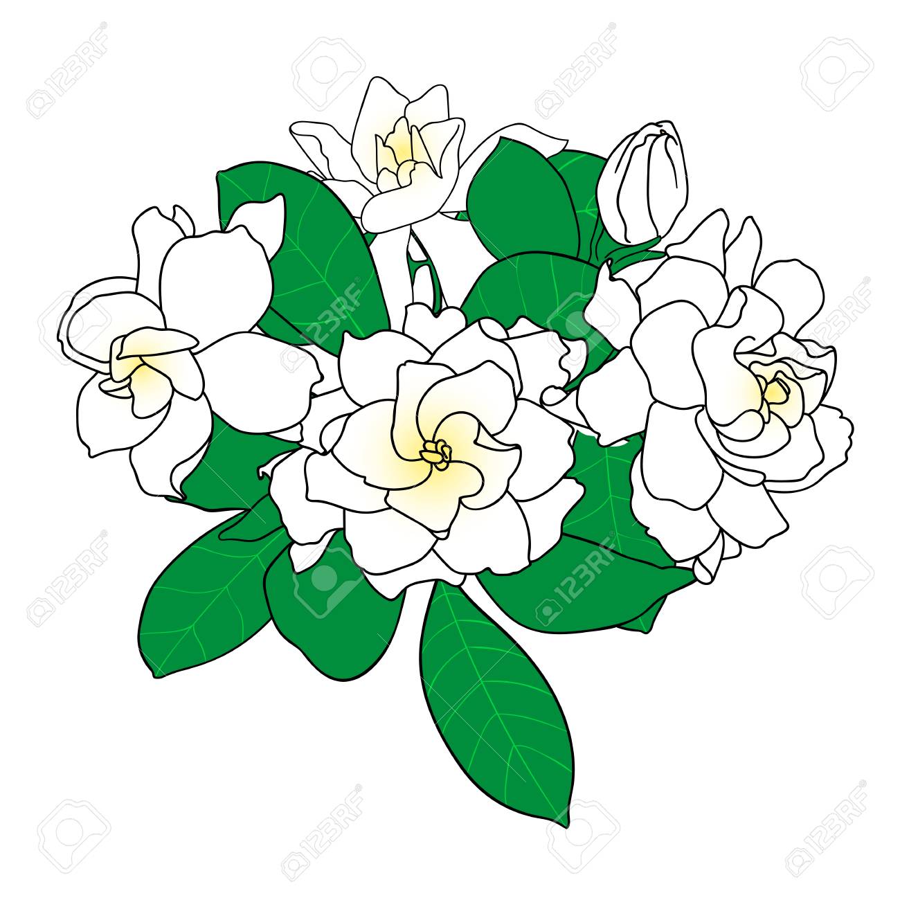 Gardenia Drawing at GetDrawings | Free download