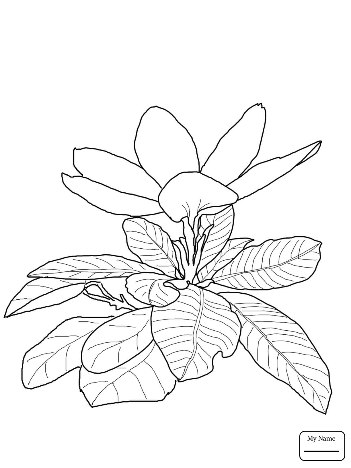 Gardenia Drawing at GetDrawings Free download