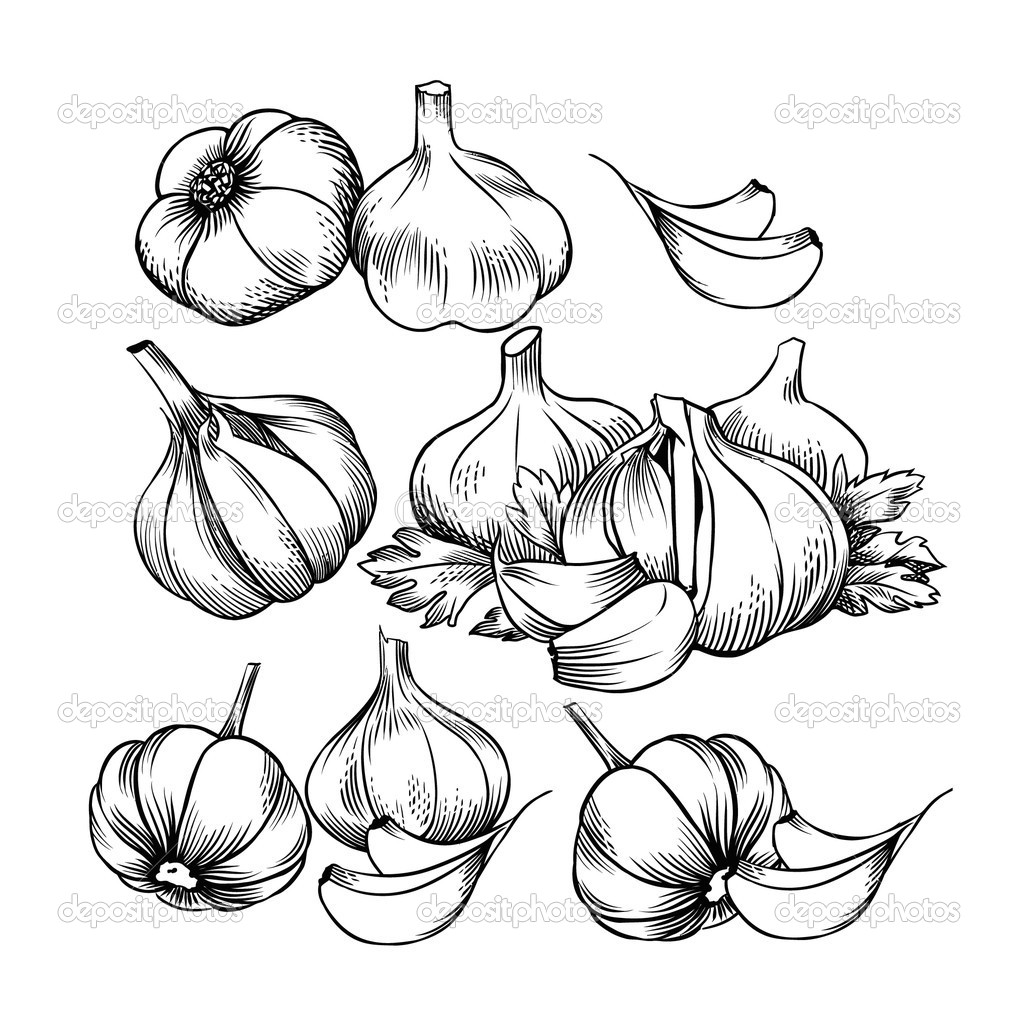 Garlic Drawing at GetDrawings Free download