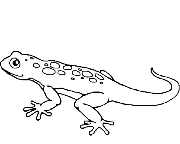 Gecko Drawing Template at GetDrawings Free download