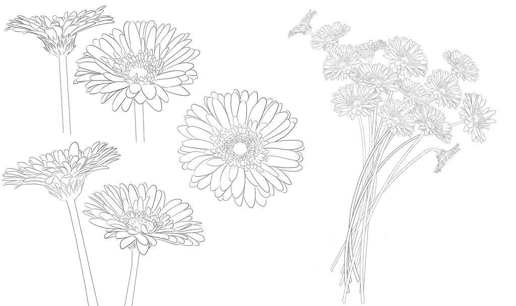 1024x608 Gerbera Daisy Line Drawing.