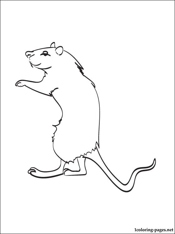 560x750 Gerbil Coloring Page.