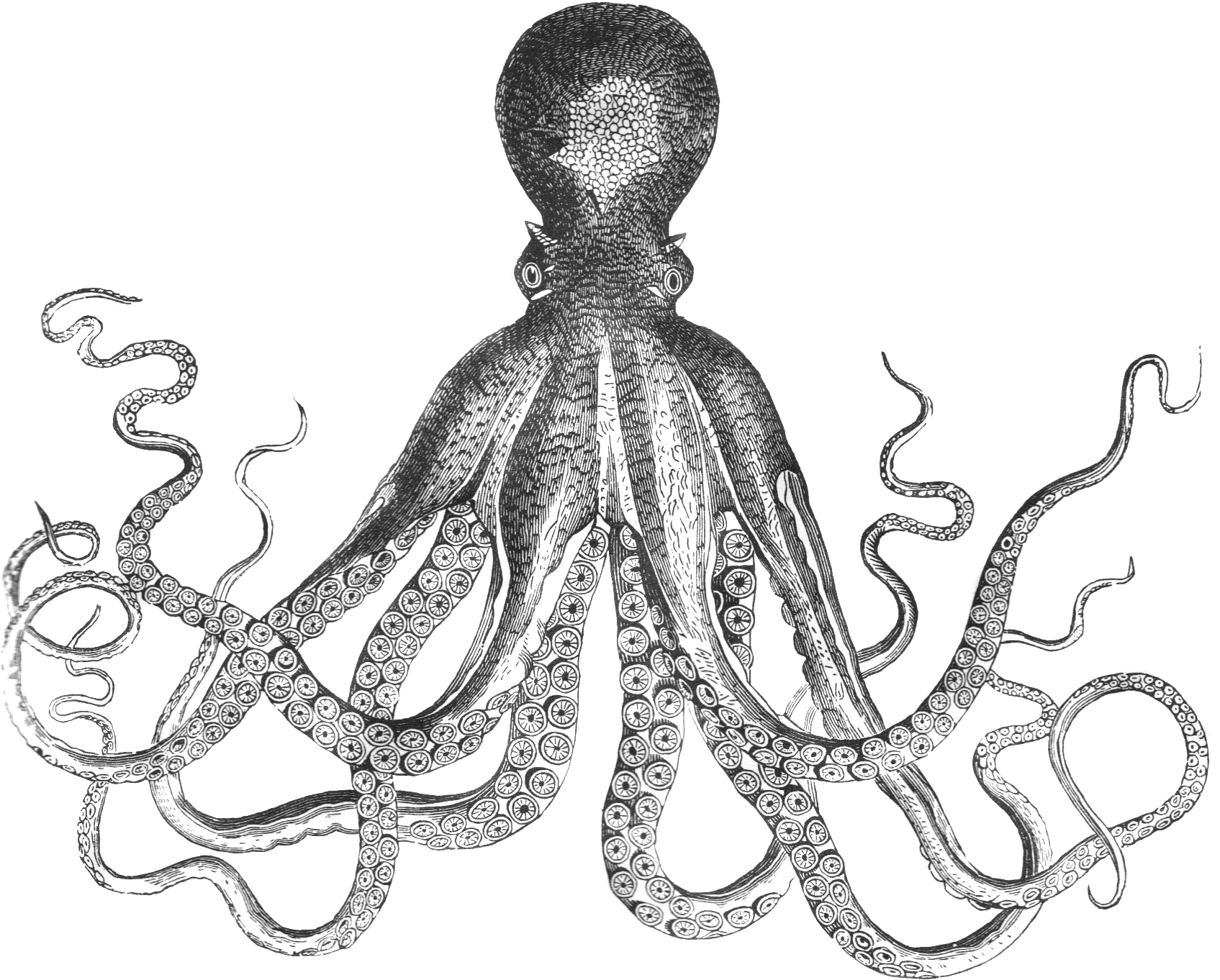 Giant Octopus Drawing at GetDrawings Free download