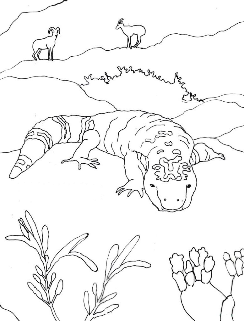 777x1020 Caroline Arnold Art And Books Gila Monster Coloring Page.