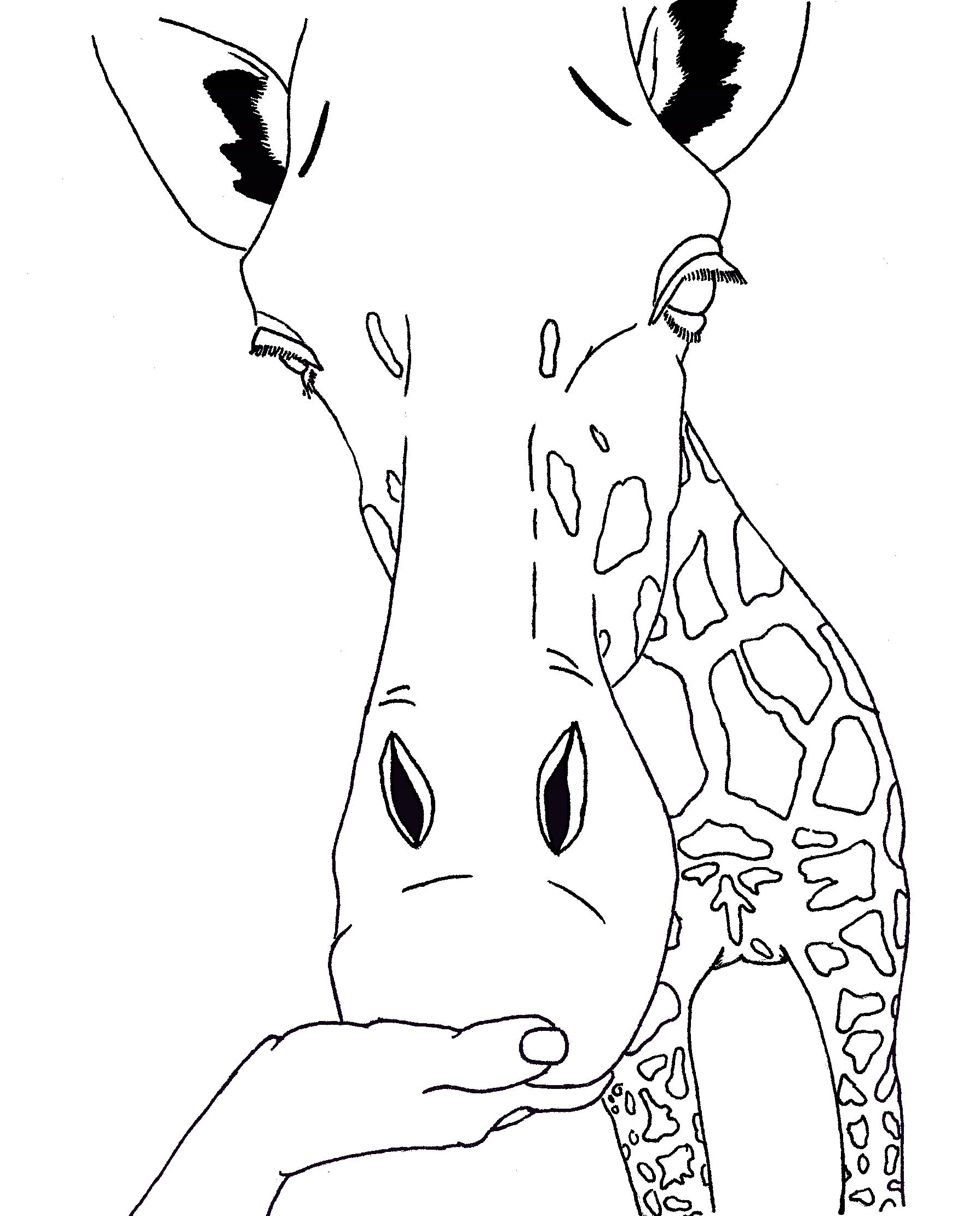Giraffe Face Drawing at GetDrawings | Free download