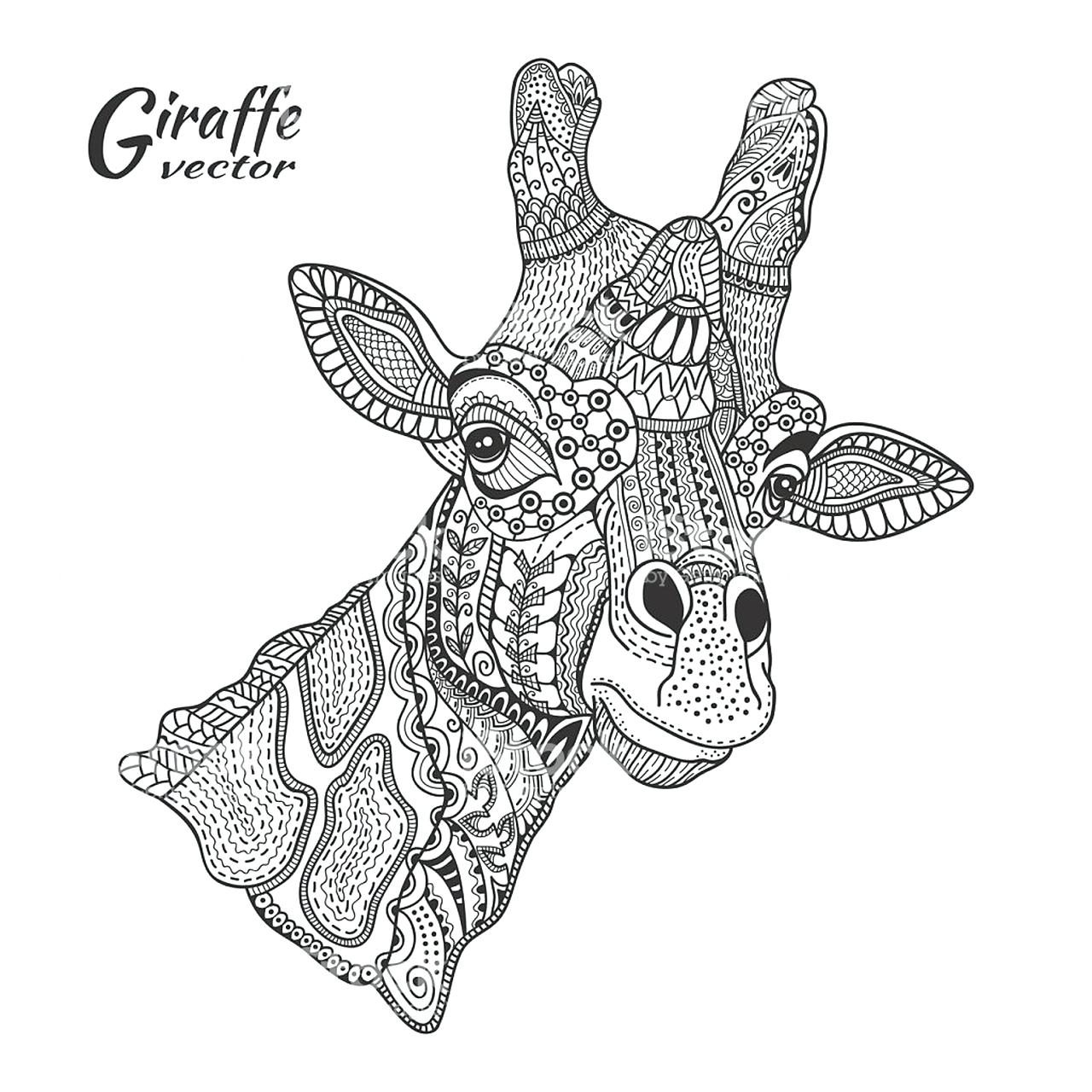 Giraffe Images Drawing at GetDrawings | Free download