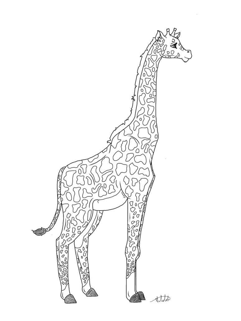 Giraffe Line Drawing at GetDrawings | Free download