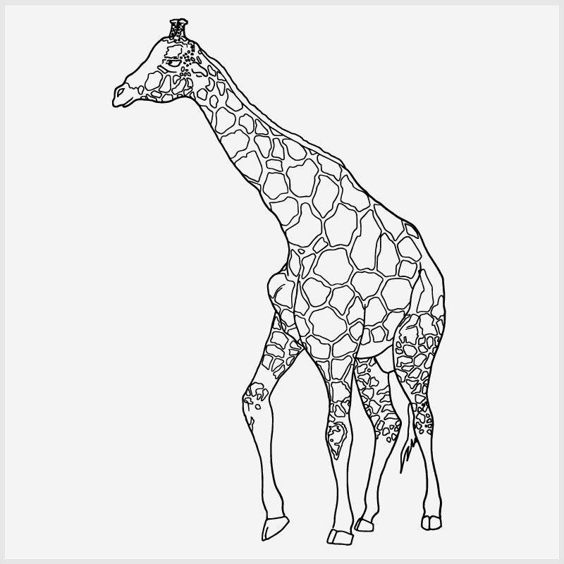 Giraffe Line Drawing at GetDrawings | Free download