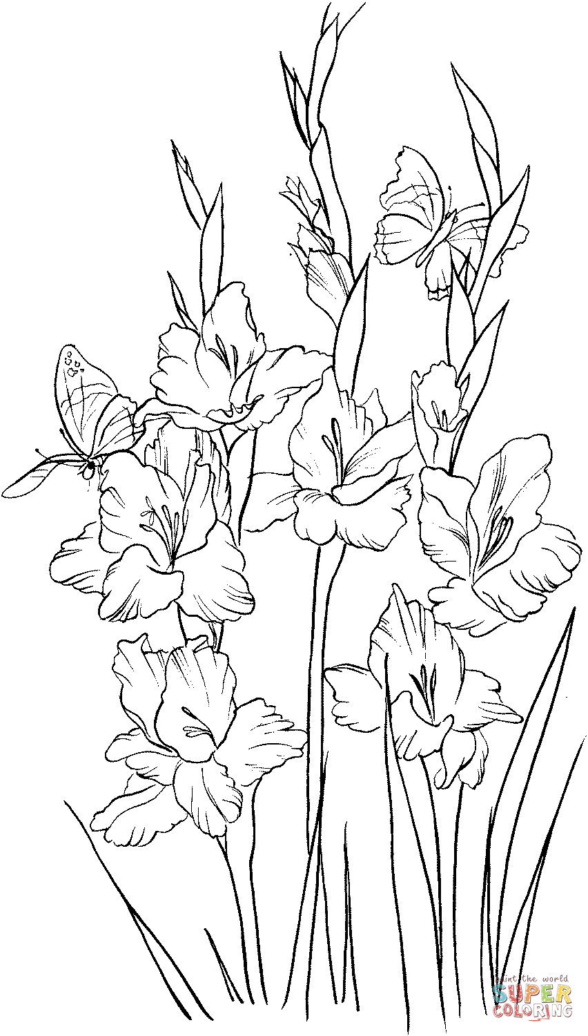 The best free Gladiolus drawing images. Download from 81 free drawings