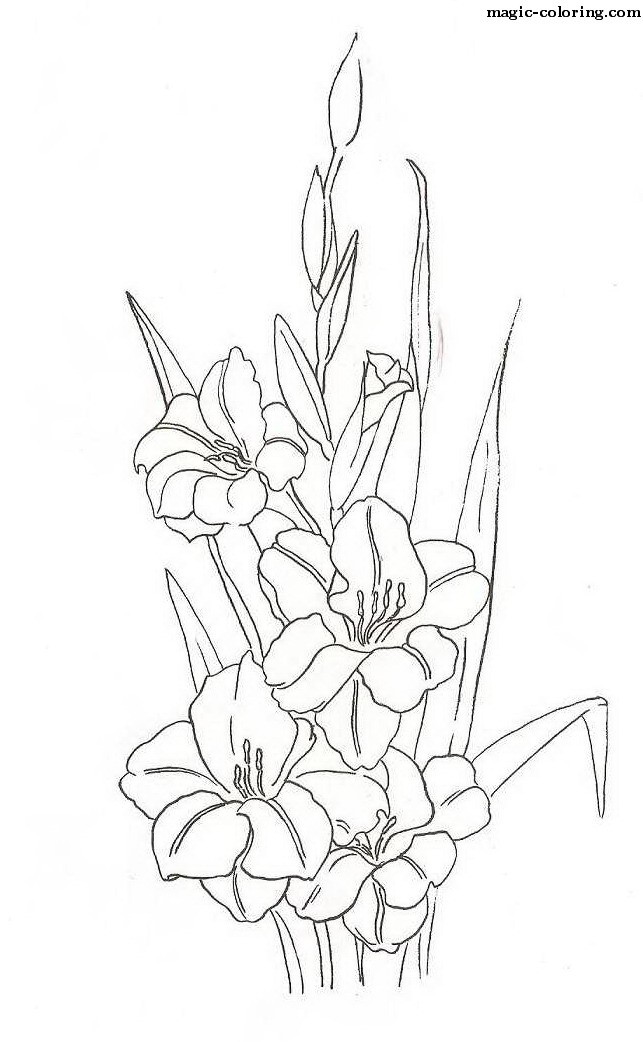 Gladiolus Flower Drawing at GetDrawings | Free download