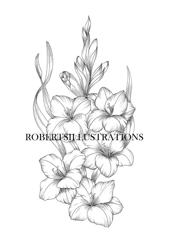 Gladiolus Flower Drawing at GetDrawings | Free download