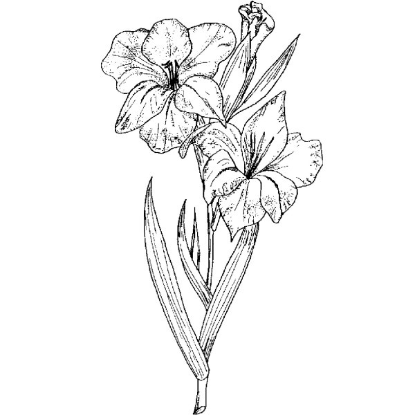 Gladiolus Flower Drawing at GetDrawings | Free download