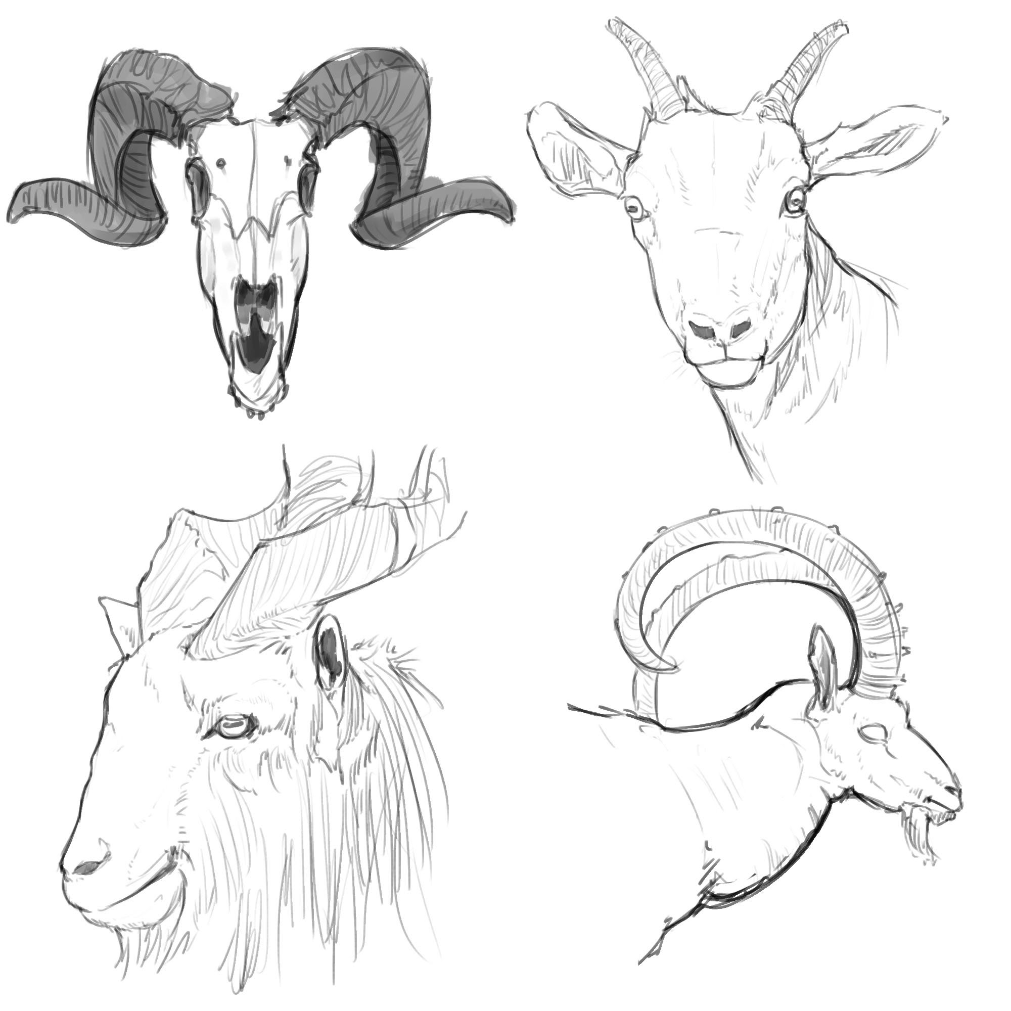 Goat Horns Drawing Reference