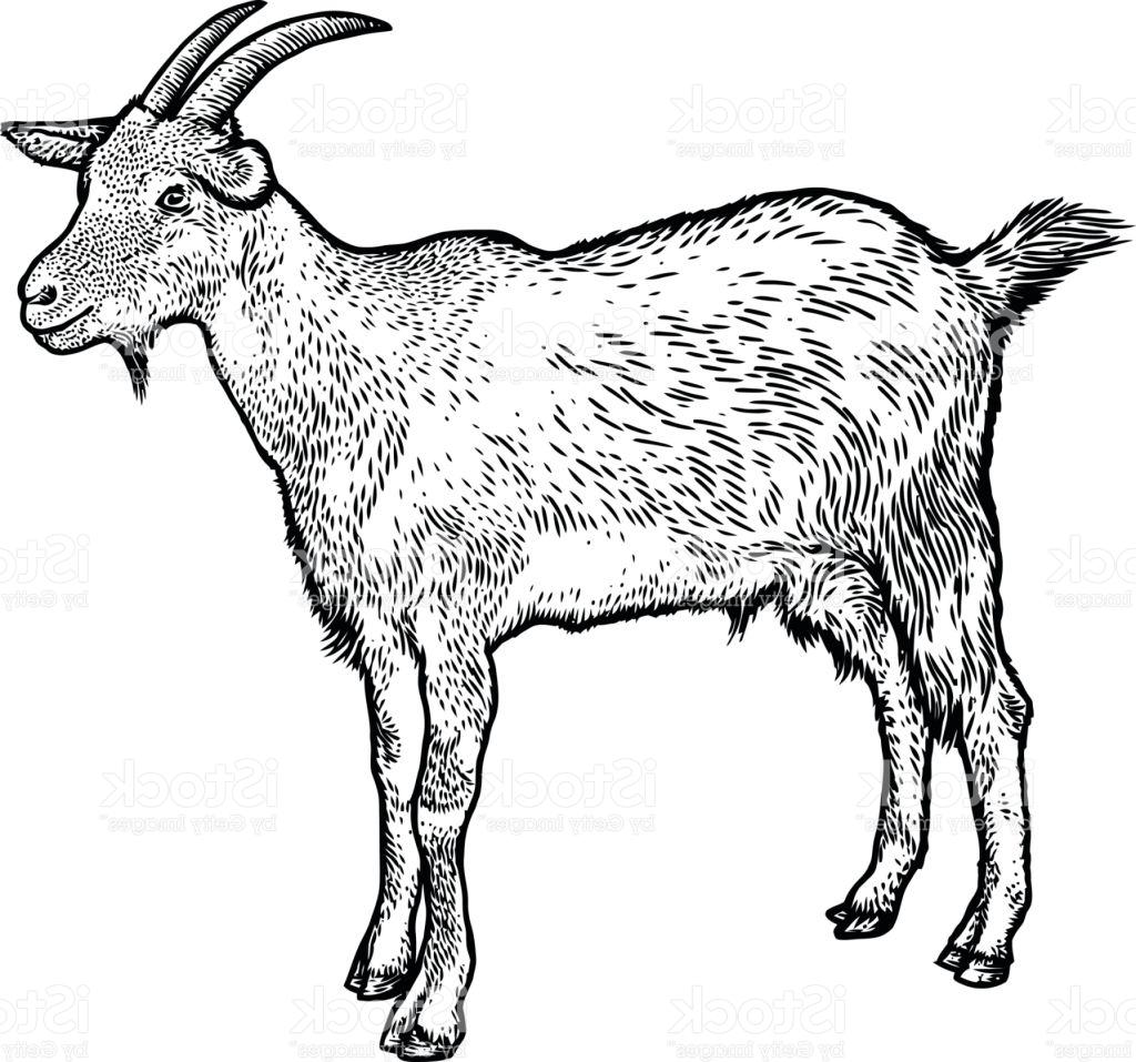 Goat Drawing Pictures at GetDrawings Free download
