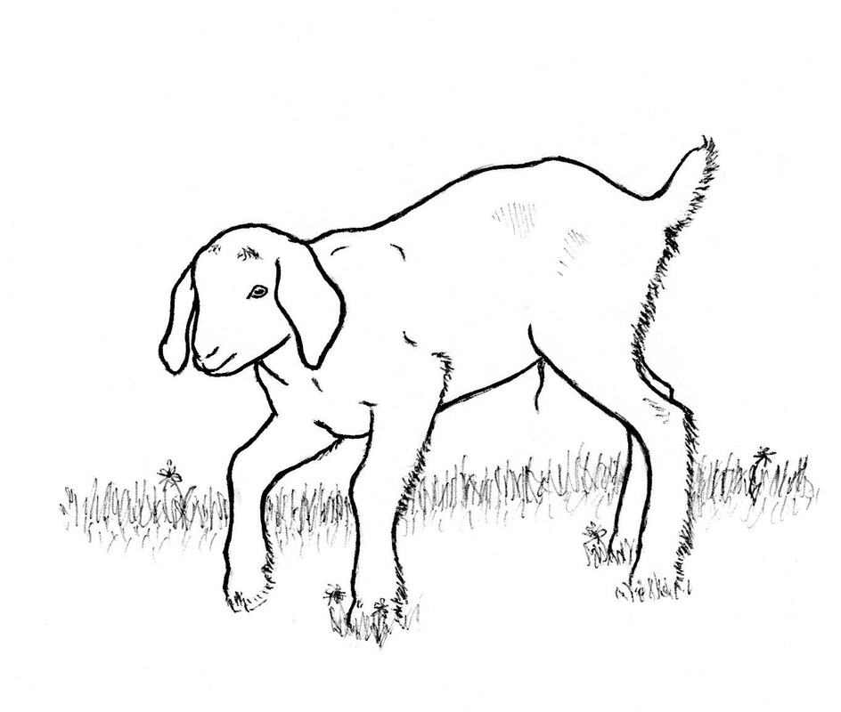 Goat Line Drawing at GetDrawings | Free download