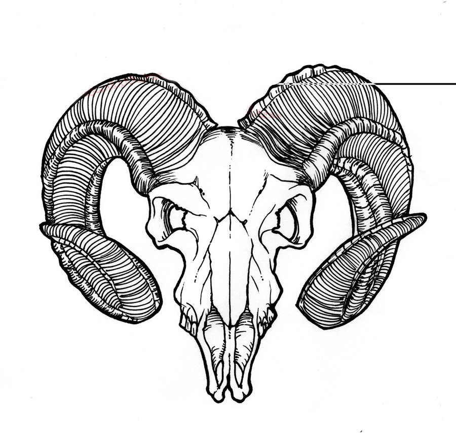 Goat Skull Drawing at GetDrawings Free download