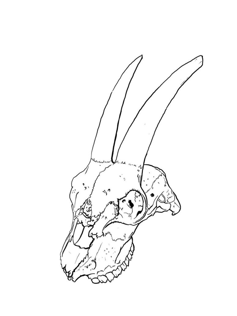 Goat Skull Drawing at GetDrawings | Free download
