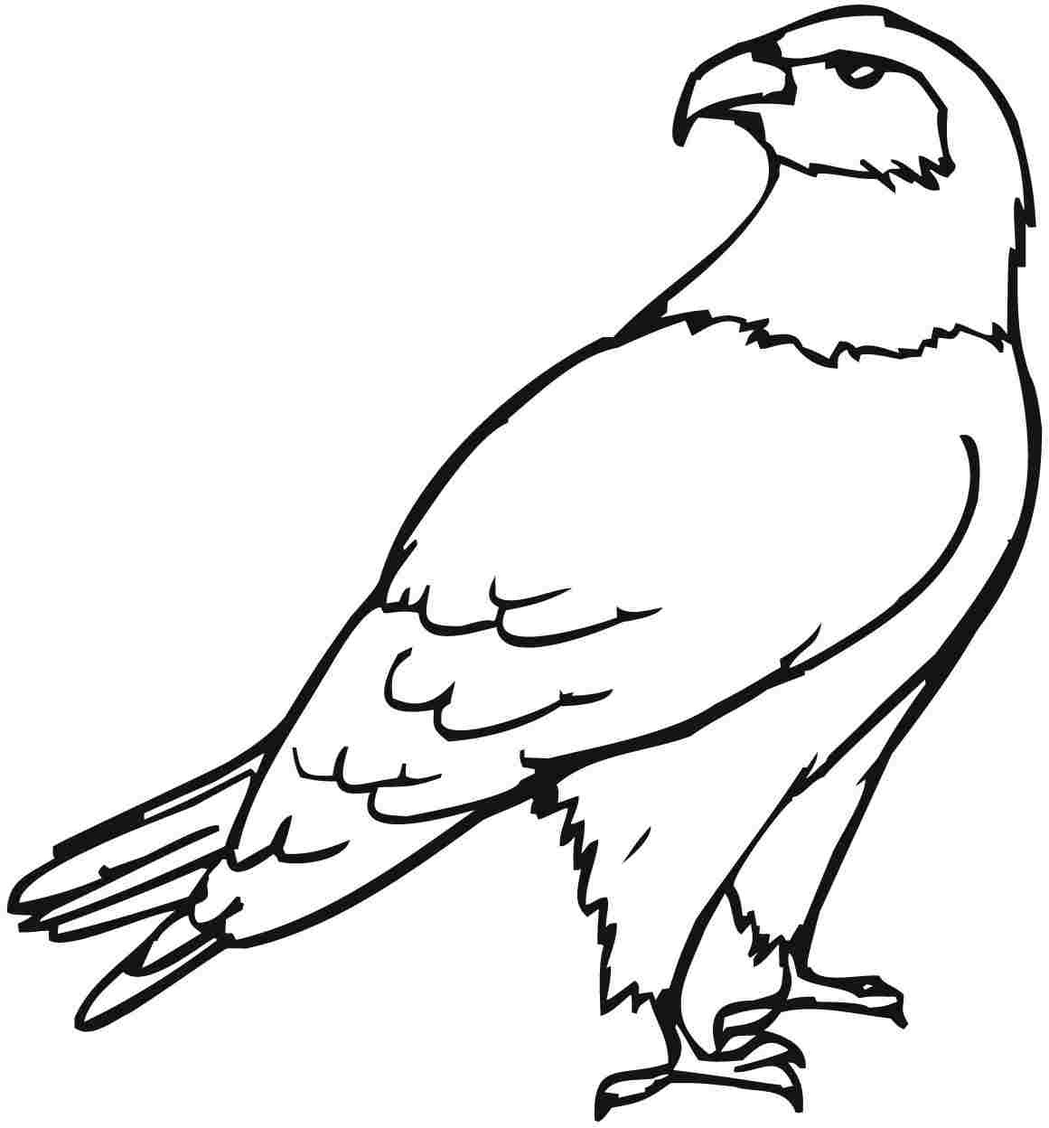 Golden Eagle Drawing at GetDrawings | Free download