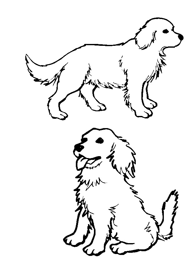 Golden Retriever Drawing at GetDrawings | Free download