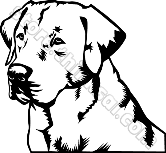 Golden Retriever Line Drawing at GetDrawings | Free download
