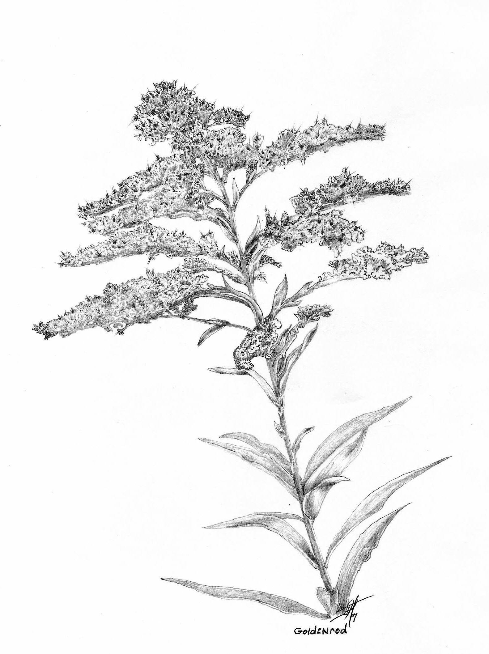 Goldenrod Drawing at GetDrawings Free download