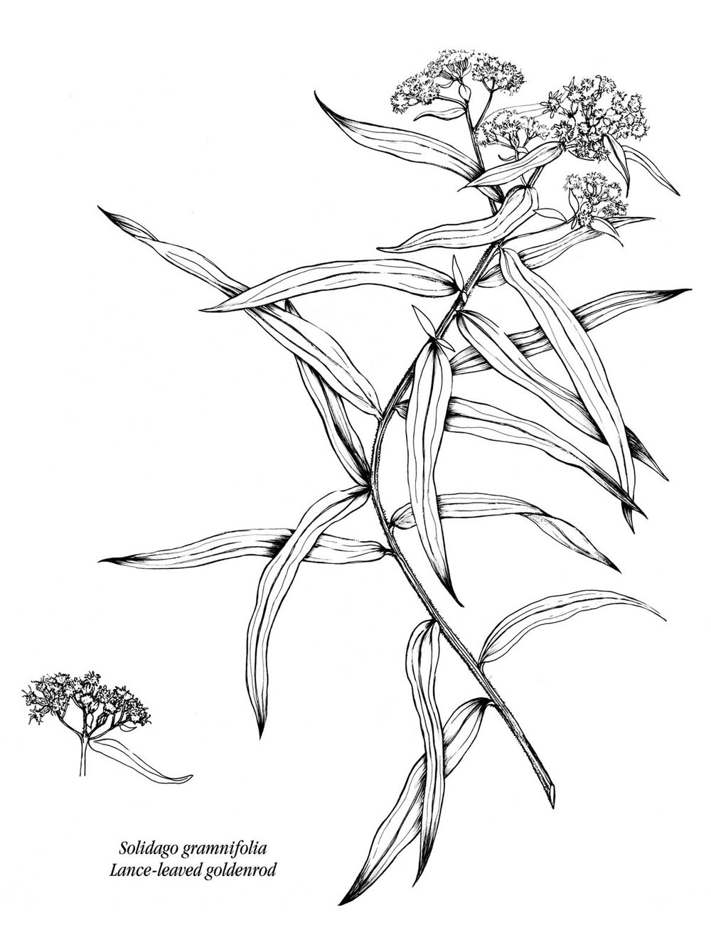 Goldenrod Drawing at GetDrawings Free download