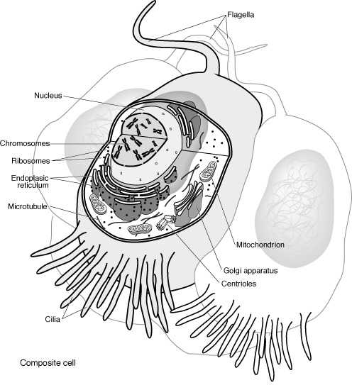 Golgi Apparatus Drawing at GetDrawings | Free download