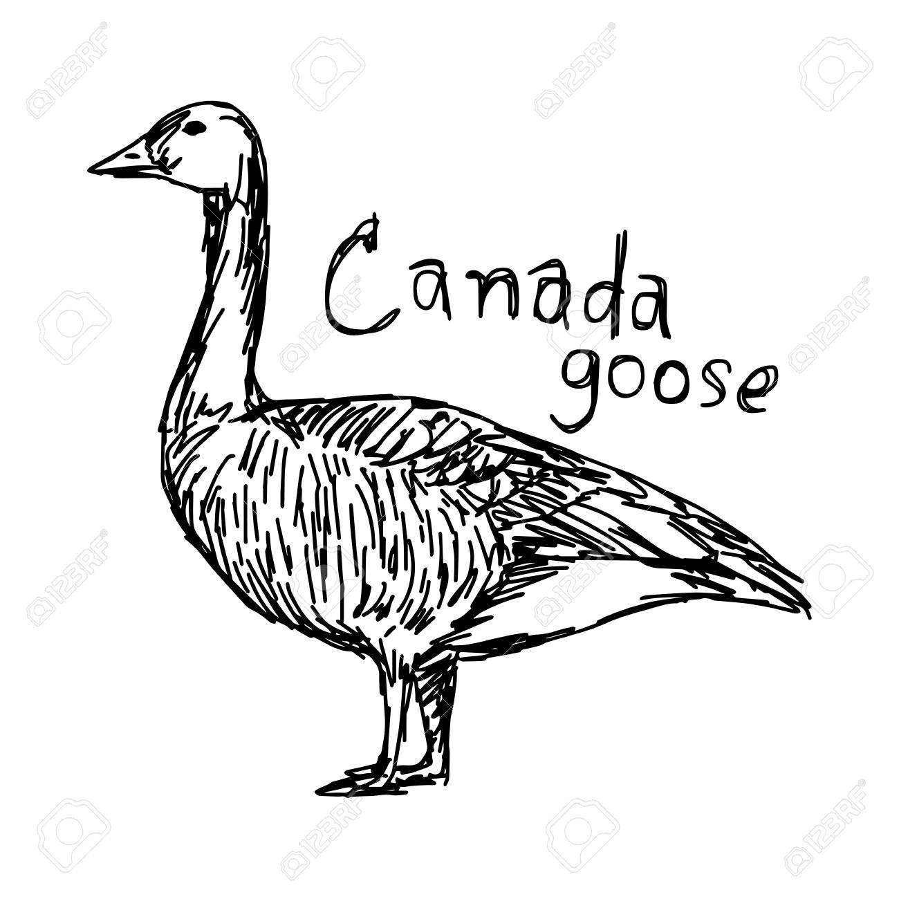 Goose Drawing at GetDrawings Free download