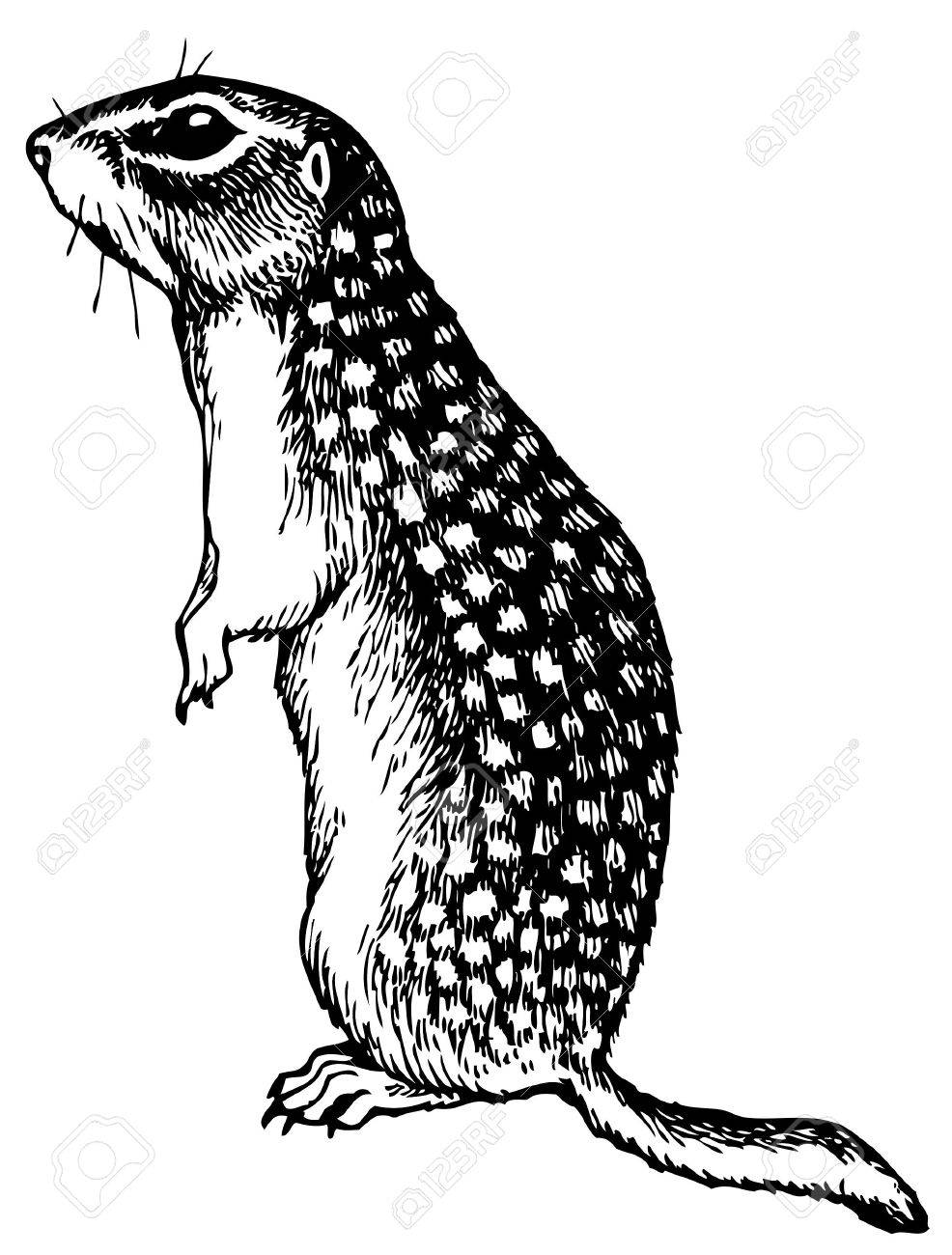 Gopher Drawing at GetDrawings Free download