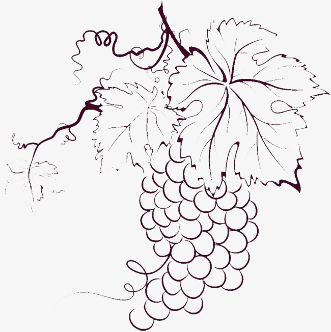 The best free Grapevine drawing images. Download from 24 free drawings