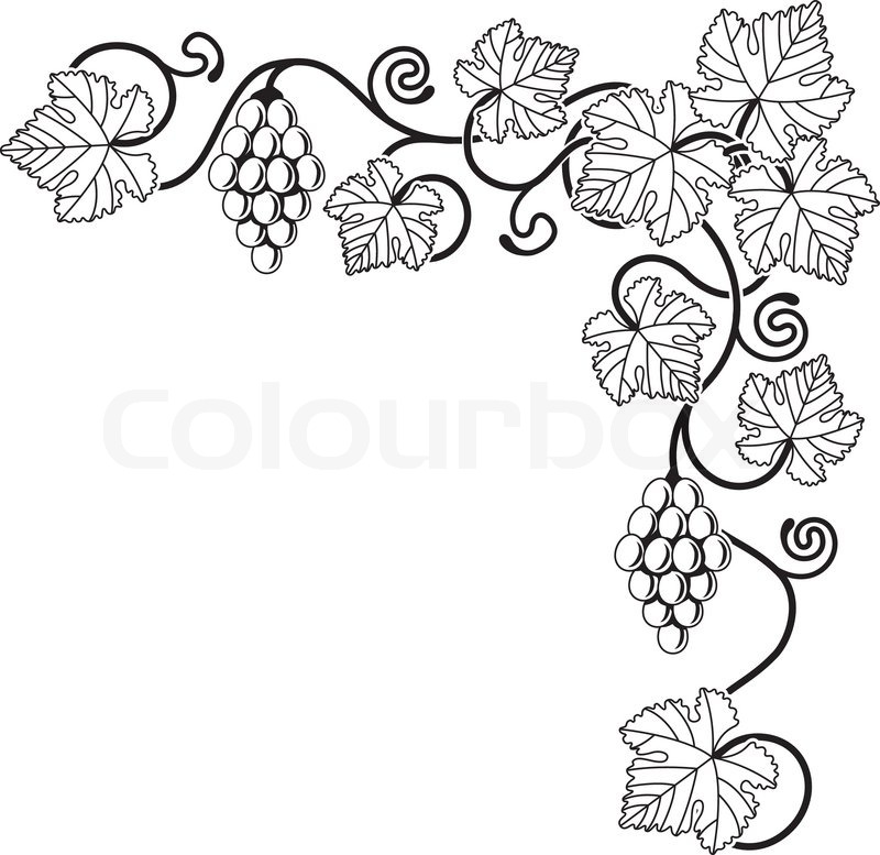 Grape Leaf Drawing at GetDrawings | Free download