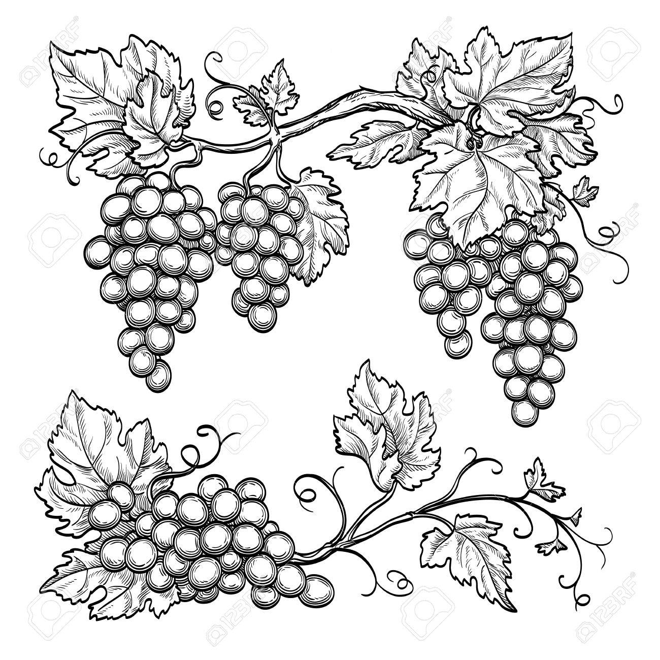 Grape Vine Drawing at GetDrawings Free download