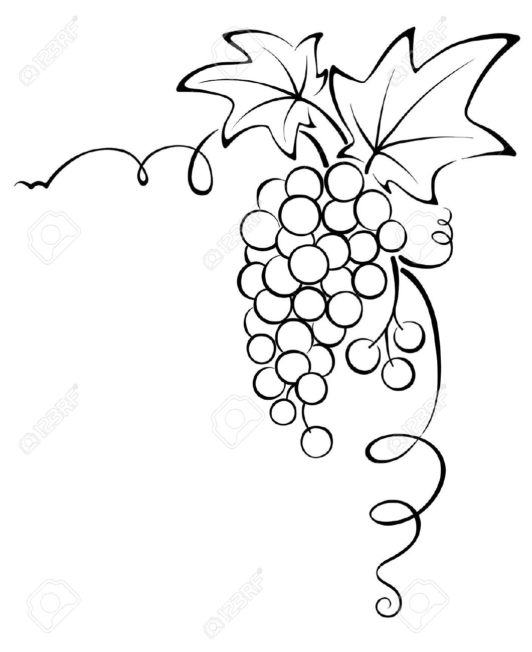 Grape Vine Drawing at GetDrawings | Free download