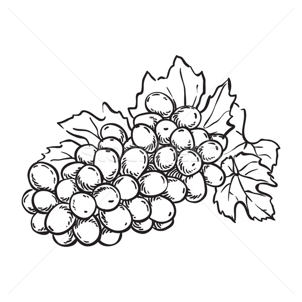 Grape Vine Drawing at GetDrawings | Free download