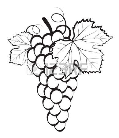 Grape Vines Drawing at GetDrawings | Free download