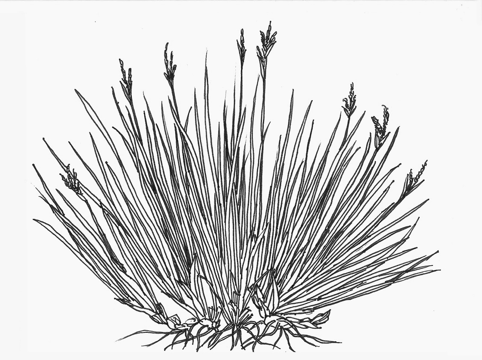 Grass Drawing At Getdrawings Free Download