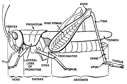 Grasshopper Line Drawing At Getdrawings 