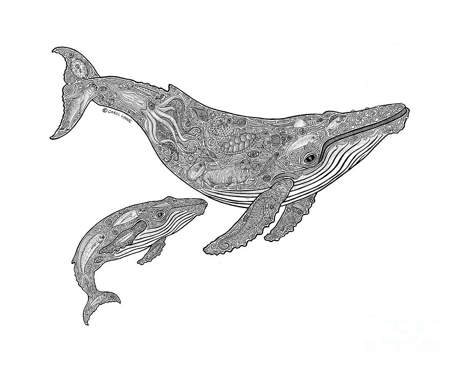 Gray Whale Drawing at GetDrawings Free download