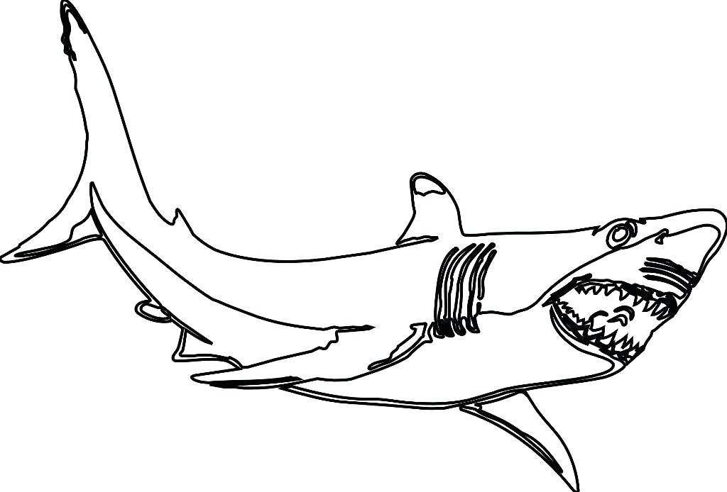 Great White Shark Outline Drawing at GetDrawings | Free ...