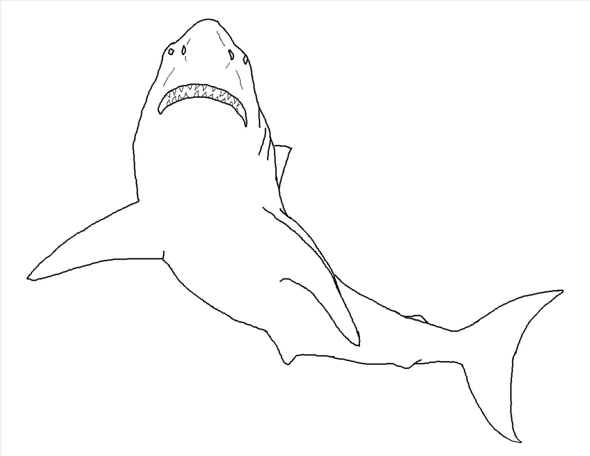 Great White Shark Outline Drawing At GetDrawings Free Download