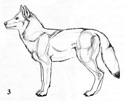 grey wolf drawing